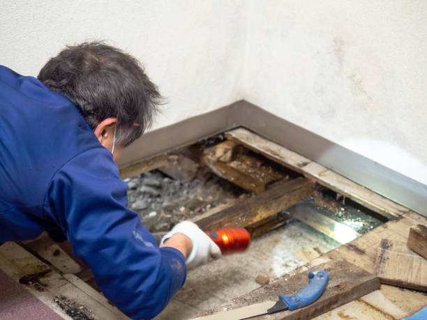 Best Mold Damage Repair  in Flora, IN